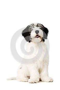 Polish Lowland Sheepdog isolated on a white background