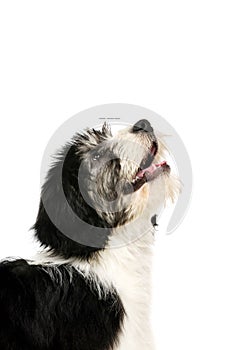 Polish Lowland Sheepdog isolated on a white background