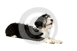 Polish Lowland Sheepdog isolated on a white background