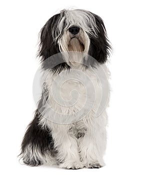 Polish Lowland Sheepdog, sitting