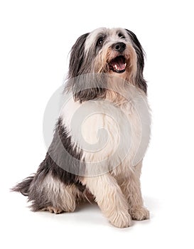 Polish Lowland Sheepdog sitting