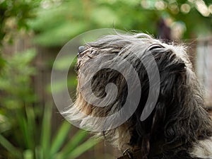 Polish Lowland Sheepdog sitting on a wooden bench in the street and showing pink tongue. Portrait of a black white dog