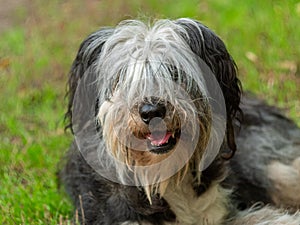 Polish Lowland Sheepdog sitting on a wooden bench in the street and showing pink tongue. Portrait of a black white dog