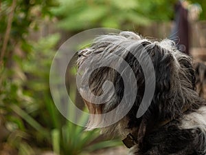 Polish Lowland Sheepdog sitting on a wooden bench in the street and showing pink tongue. Portrait of a black white dog