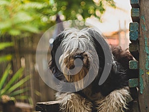 Polish Lowland Sheepdog sitting on a wooden bench in the street and showing pink tongue. Portrait of a black white dog