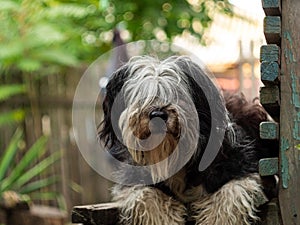 Polish Lowland Sheepdog sitting on a wooden bench in the street and showing pink tongue. Portrait of a black white dog