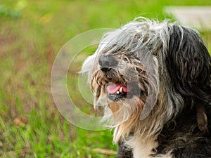 Polish Lowland Sheepdog sitting on a wooden bench in the street and showing pink tongue. Portrait of a black white dog