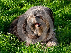 Polish Lowland Sheepdog sitting on a wooden bench in the street and showing pink tongue. Portrait of a black white dog