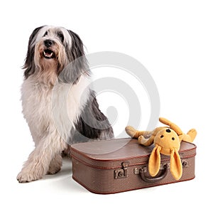 Polish Lowland Sheepdog with suitcase