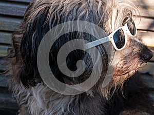 Polish Lowland Sheepdog in sunglasses on wooden bench showing pink tongue. Portrait of cute big black white fluffy dog