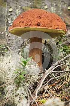 Polish mushroom (Boletus badius), good edible mushroom