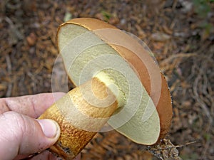 Polish mushroom Imleria badia.