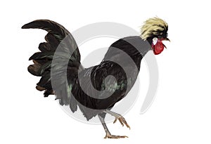 Polish Rooster crowing
