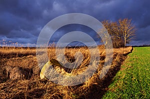 Polish rural landscape.