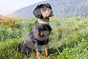 Polish Scenthound Dog