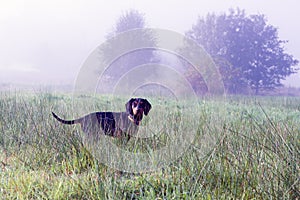 Polish Scenthound Dog