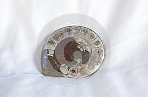 Polish sectioned agatized ammonite