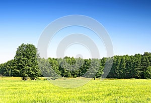 Polish spring landscape
