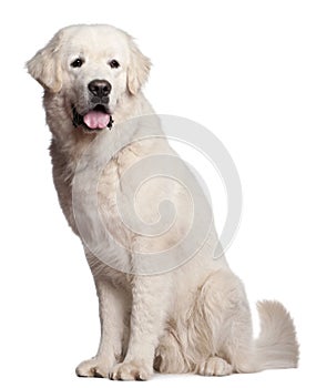 Polish Tatra Sheepdog, 1 year old, sitting photo