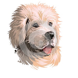 Polish Tatra Sheepdog dog portrait isolated on white. Digital art illustration of hand drawn dog for web, t-shirt print, puppy