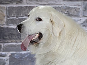 Polish Tatra sheepdog portrait.