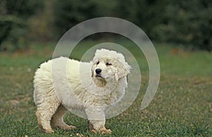 Polish Tatra Sheepdog, Pup standng on Grass