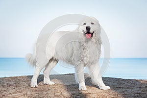 Polish Tatra Sheepdog. Role model in its breed. Also known as Podhalan