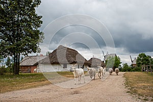 Polish village.Cattage village landscape in Poland.