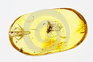 Polished Baltic amber with prehistoric fly inclusion macro image