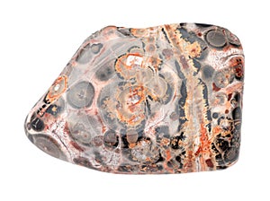 polished Leopard skin jasper gemstone isolated