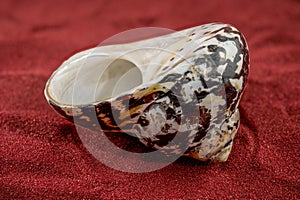 Polished Nerite Seashell with Intricate Pattern on Red Sand Surface