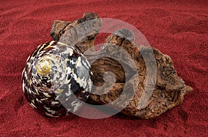 Polished Nerite Seashell with Intricate Pattern on Red Sand Surface