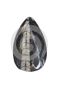 Polished orthoceras fossil
