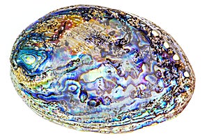 Polished paua abalone shell on white