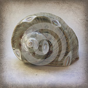 Polished Sea Shell on Grunge-Vintage Texture