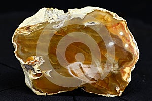 Polished section of flint nodule