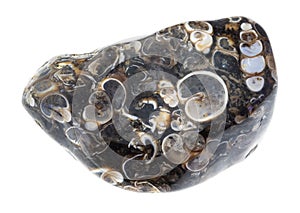 polished turritella fossil agate stone on white