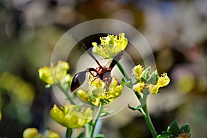 Polistes canadensis in the flower of Ruta graveolens