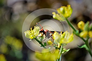 Polistes canadensis pollinating the flower of Ruta graveolens