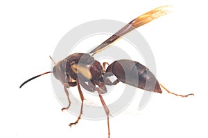 Polistes Carolina, Paper Wasp, Red Wasp isolated on white