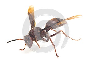 Polistes Carolina, Paper Wasp, Red Wasp isolated on white