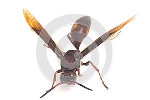 Polistes Carolina, Paper Wasp, Red Wasp isolated on white