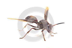 Polistes Carolina, Paper Wasp, Red Wasp isolated on white