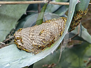 Polistes dominula wasp nest with some specimens of wasp
