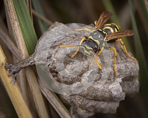 Polistes galicus bischoffi wasp hornet taking care of nest