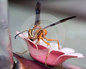 Polistes perplexus, Red Paper Wasp
