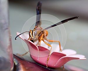 Polistes perplexus, Red Paper Wasp photo