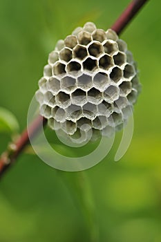 Polistinae are eusocial wasps on a meadow