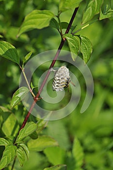 Polistinae are eusocial wasps on a meadow