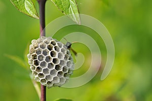 Polistinae are eusocial wasps on a meadow